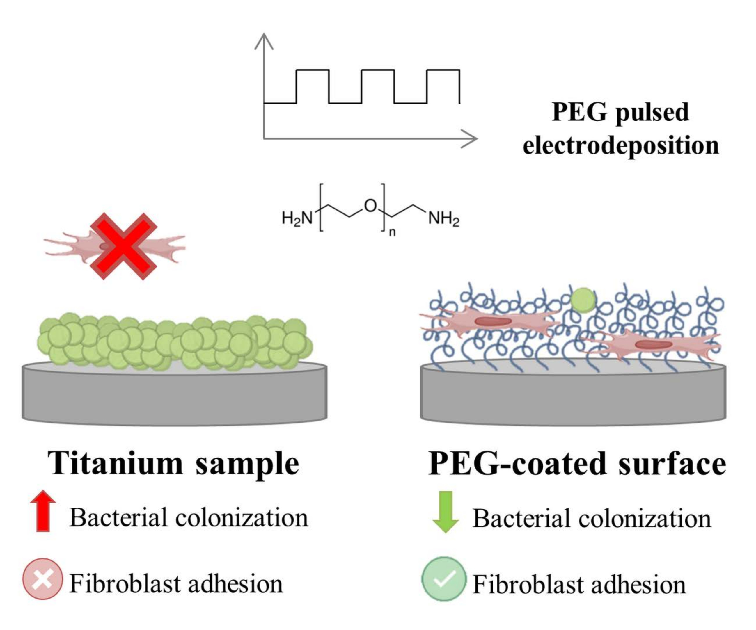 Polyethylene Glycol Pulsed Electrodeposition for the Development of Antifouling Coatings on Titanium