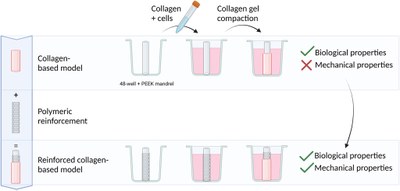 Polymeric reinforcements for cellularized collagen-based vascular wall model.jpg