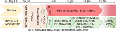 Sustained local ionic homeostatic imbalance caused by calcification modulates inflammation to trigger heterotopic ossification.jpg