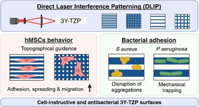 Tailoring Cell Behavior and Antibacterial Properties on Zirconia Biomaterials through Femtosecond Laser-Induced Micropatterns and Nanotopography.jpeg