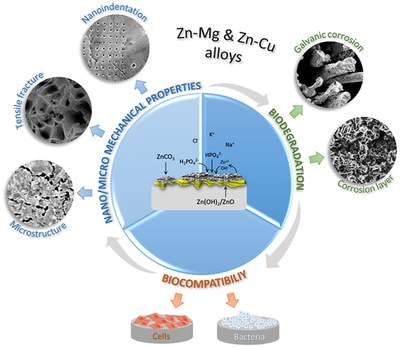 Zn-Mg and Zn-Cu alloys for stenting applications From nanoscale mechanical characterization to in vitro degradation and biocompatibility.jpg